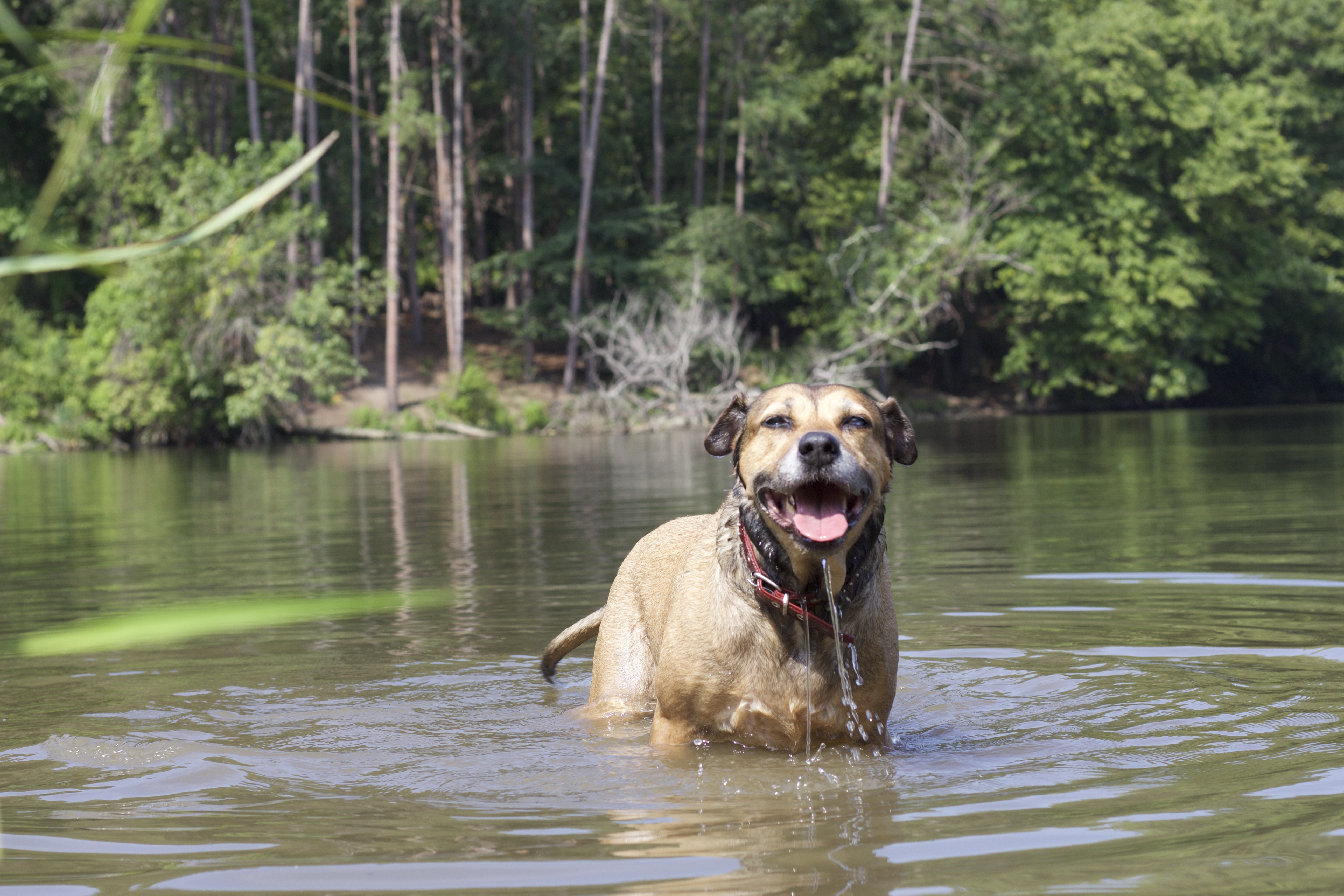 Dog Portrait Sessions: Booking Info