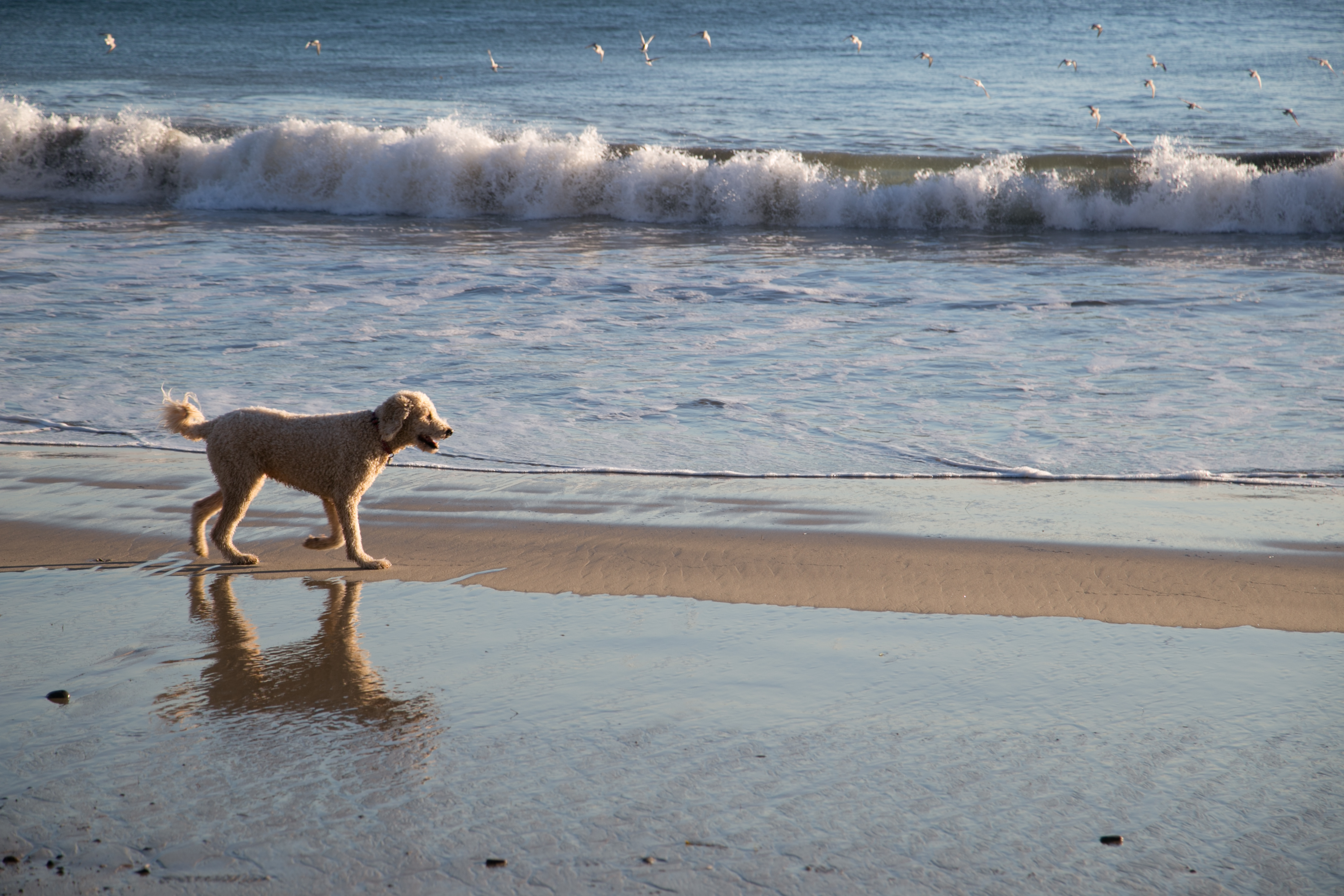 Dog Portrait Sessions: Booking Info