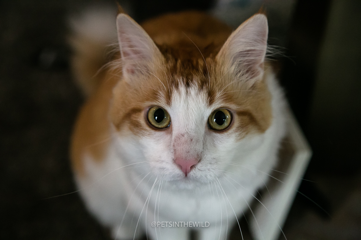 Cat Portrait Sessions: Booking Info