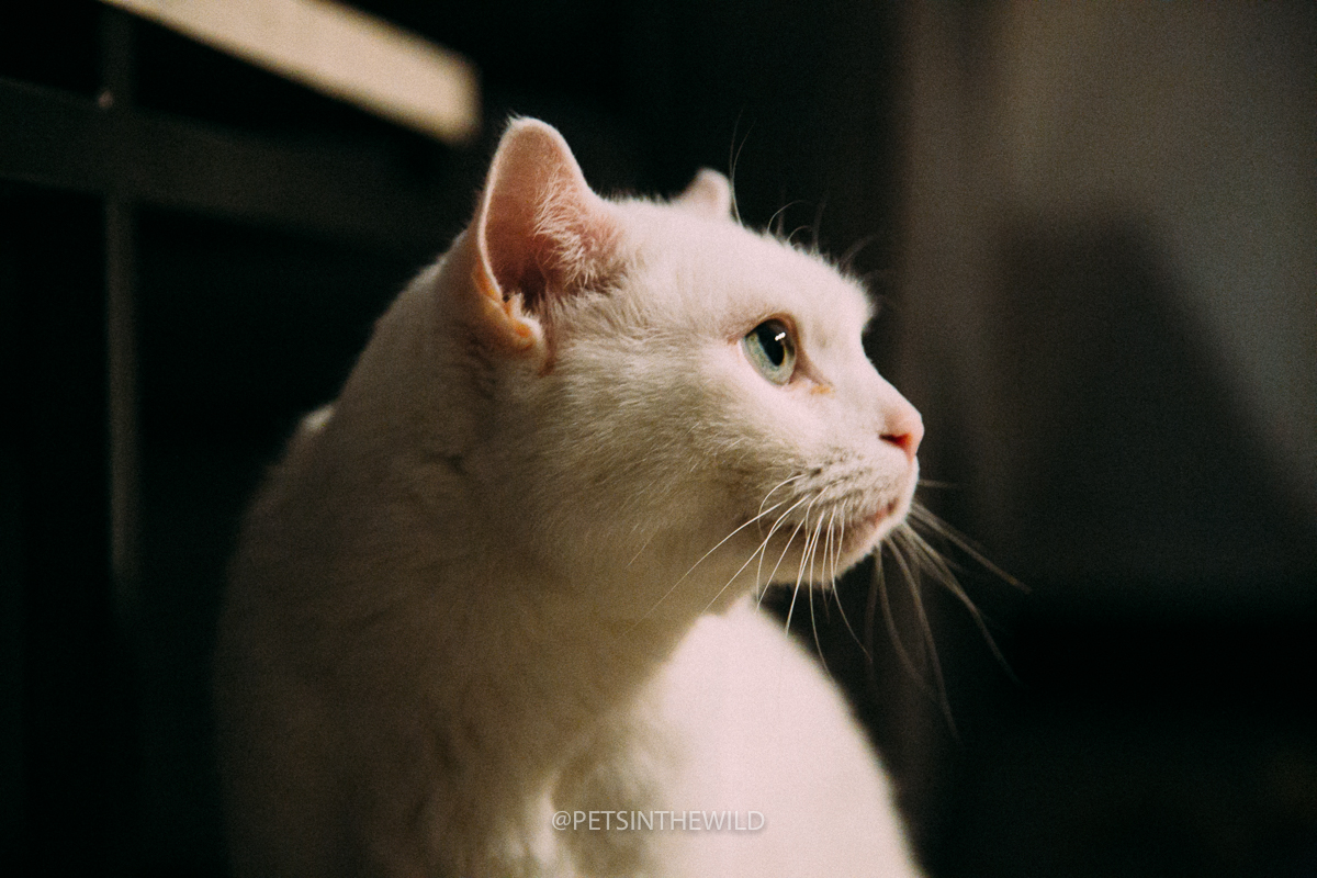 Cat Portrait Sessions: Booking Info