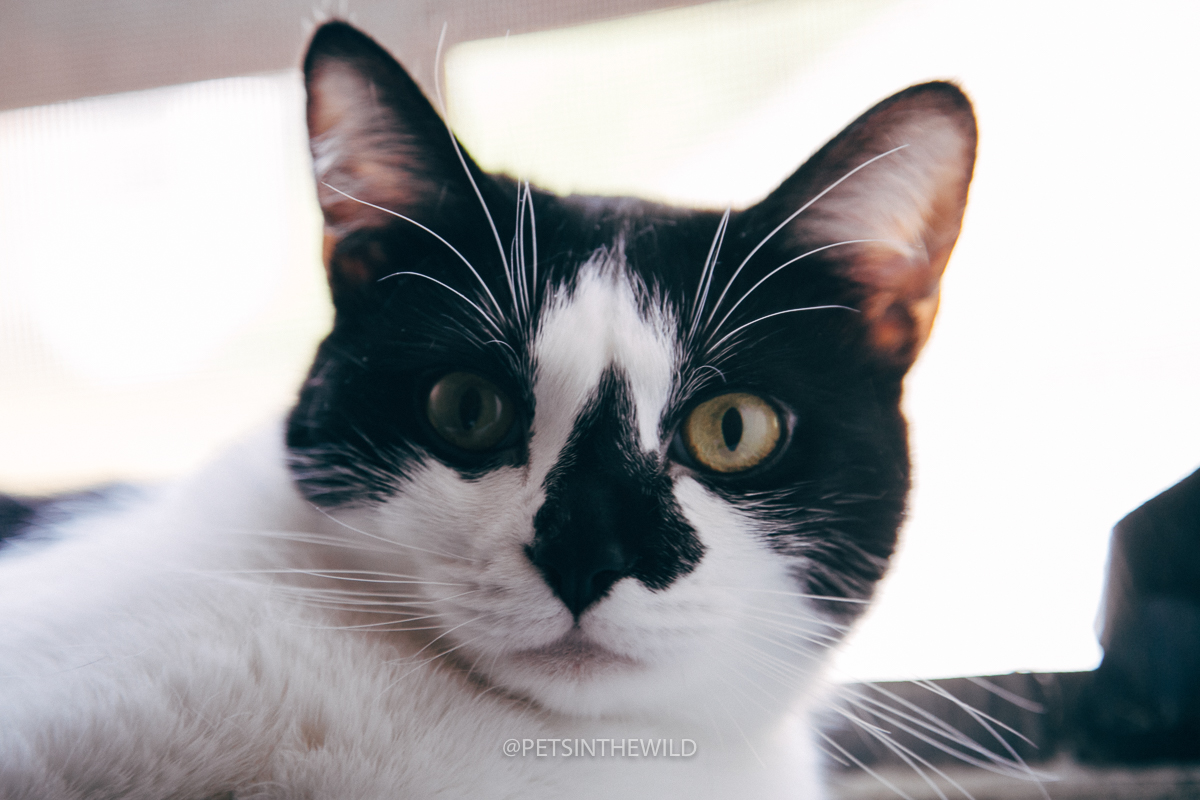 Cat Portrait Sessions: Booking Info