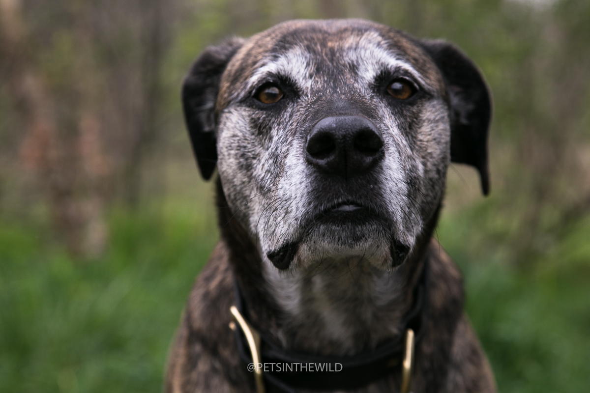 Dog Portrait Sessions: Booking Info