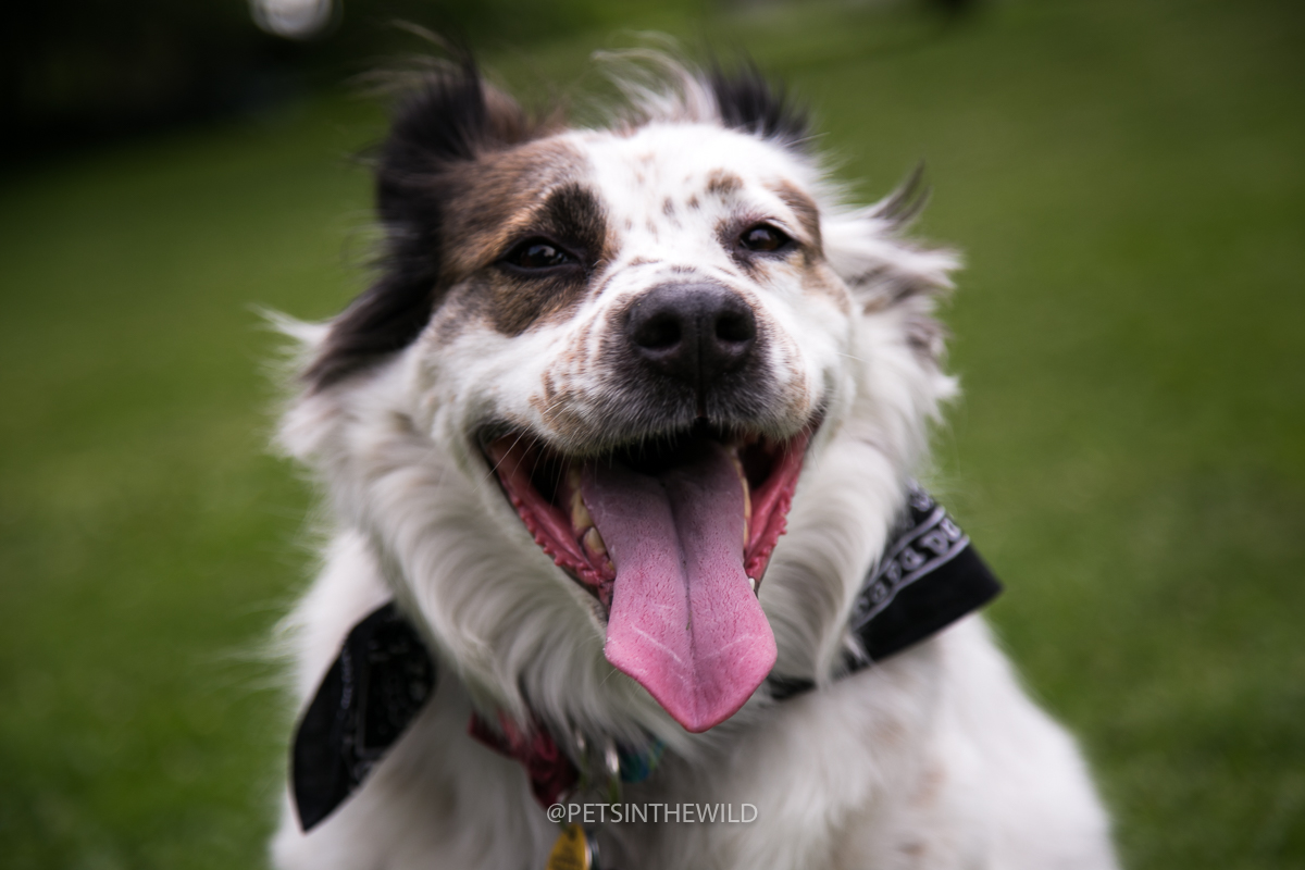 Dog Portrait Sessions: Booking Info