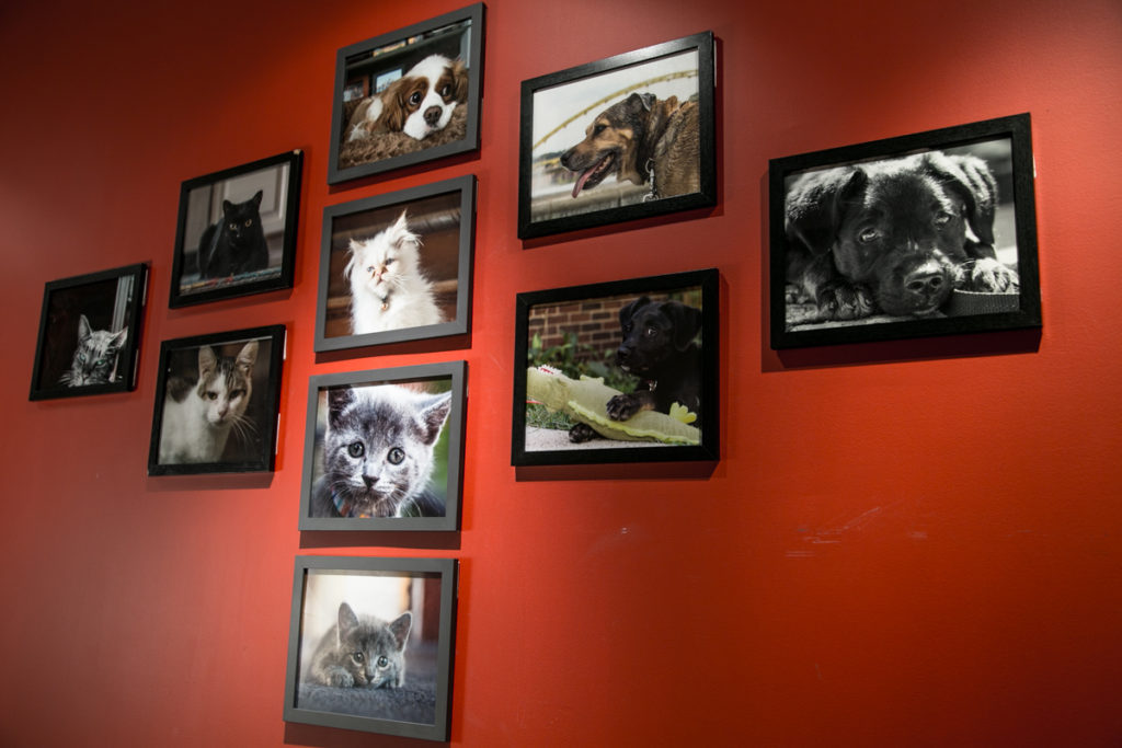 Art Prints and Pet Portraits by Pets in the Wild Photography 