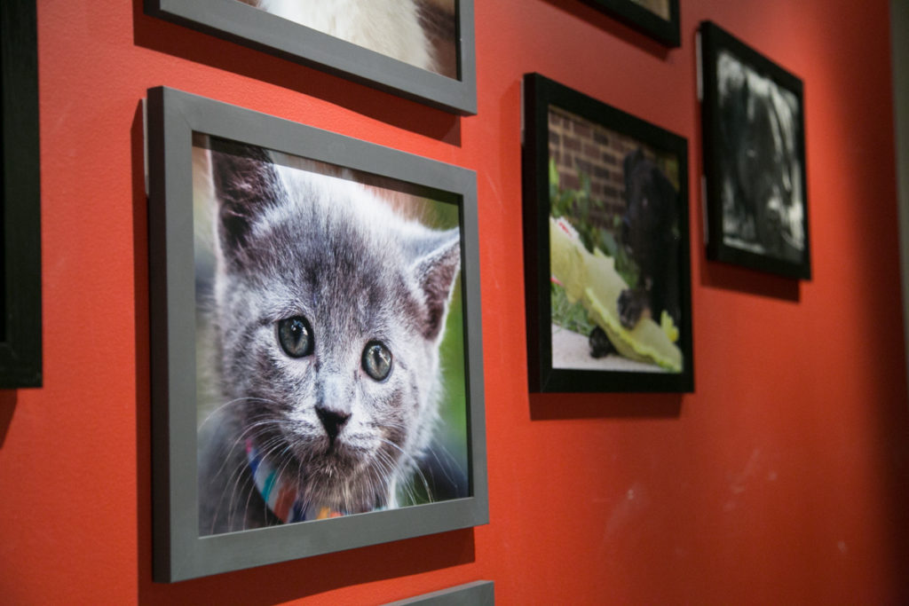 Cat Portrait Photography and Art Prints by Pets in the Wild Photography