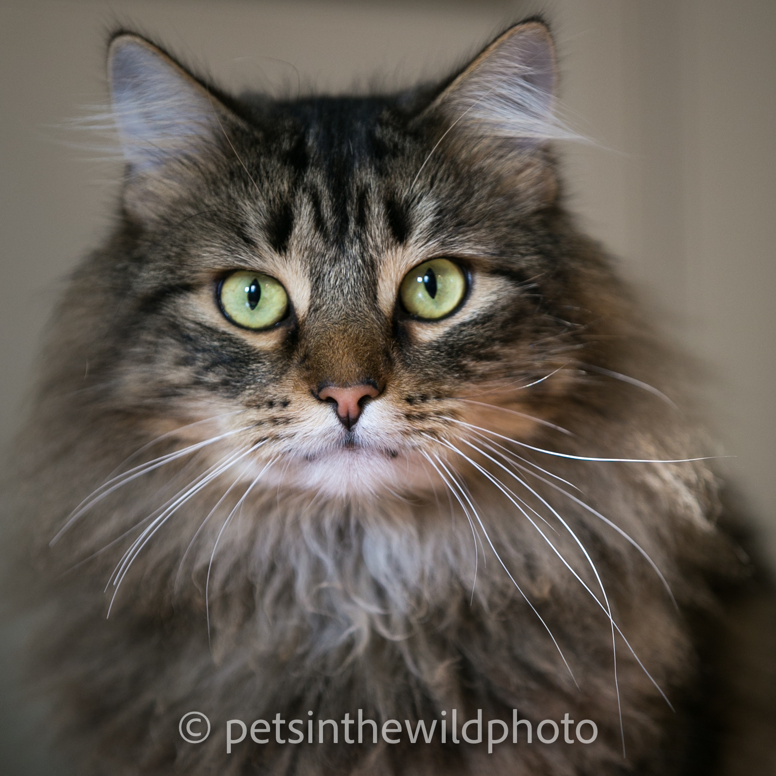 Cat Portrait Sessions: Booking Info