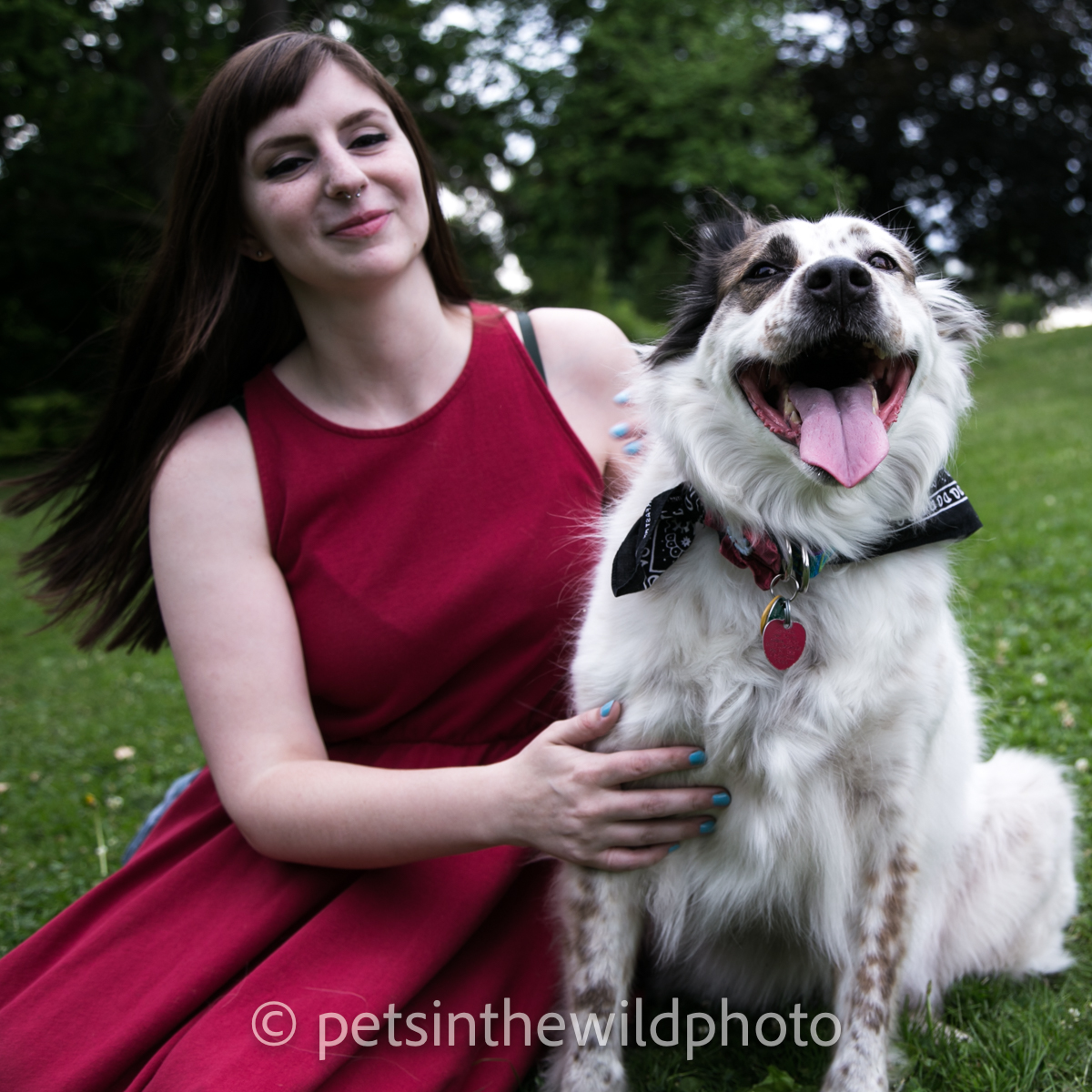 BOOK A DOG PORTRAIT