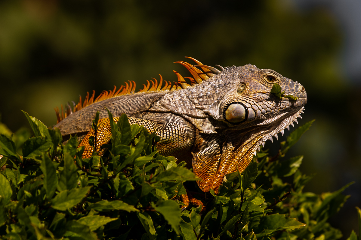 Iguana Art Prints: Green Iguana 