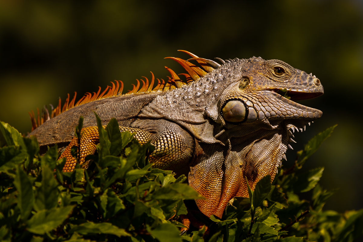 Iguana Art Prints: Green Iguana 