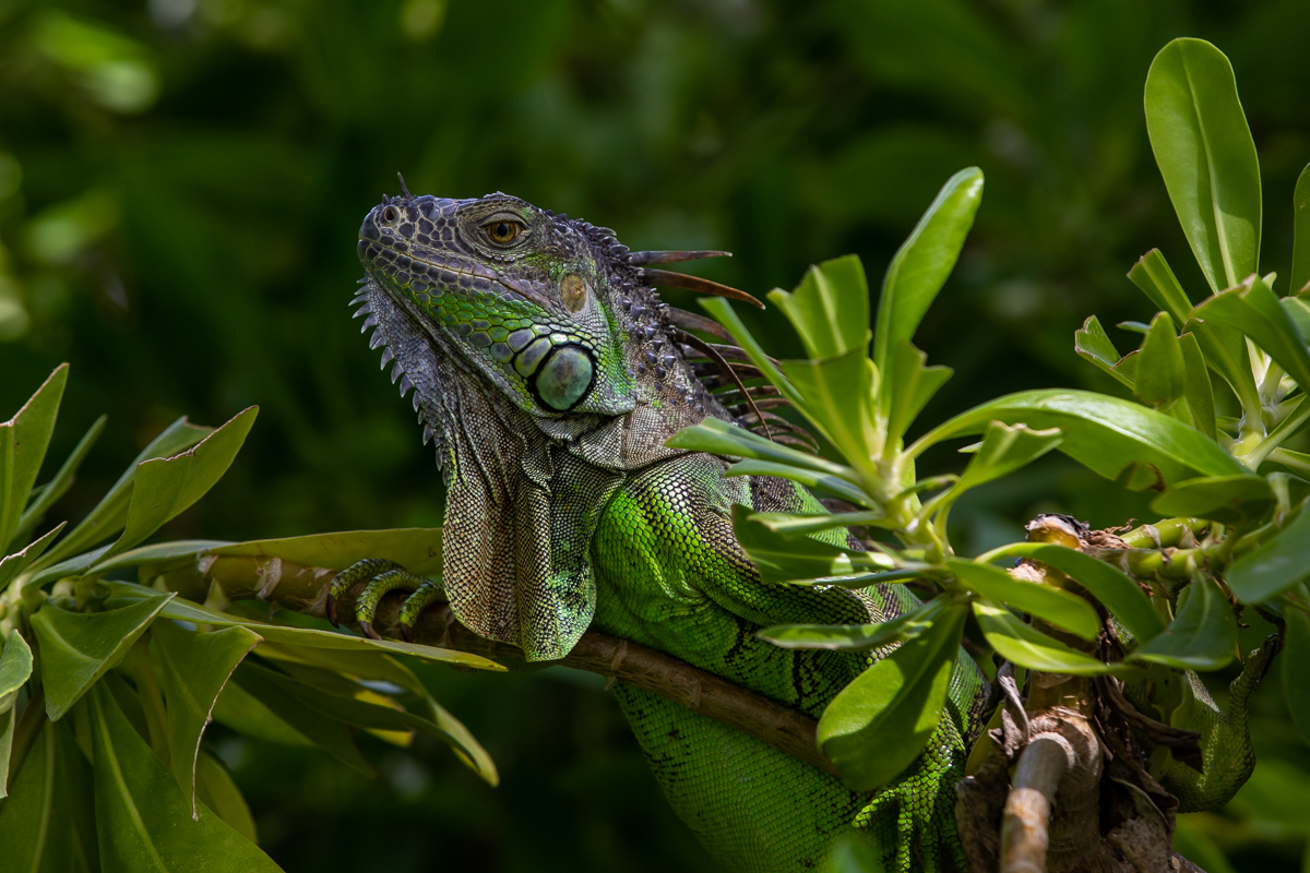 Iguana Art Prints: Green Iguana 