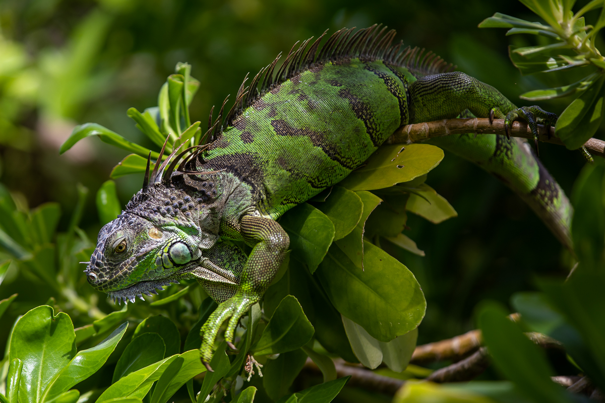 Iguana Art Prints: Green Iguana 