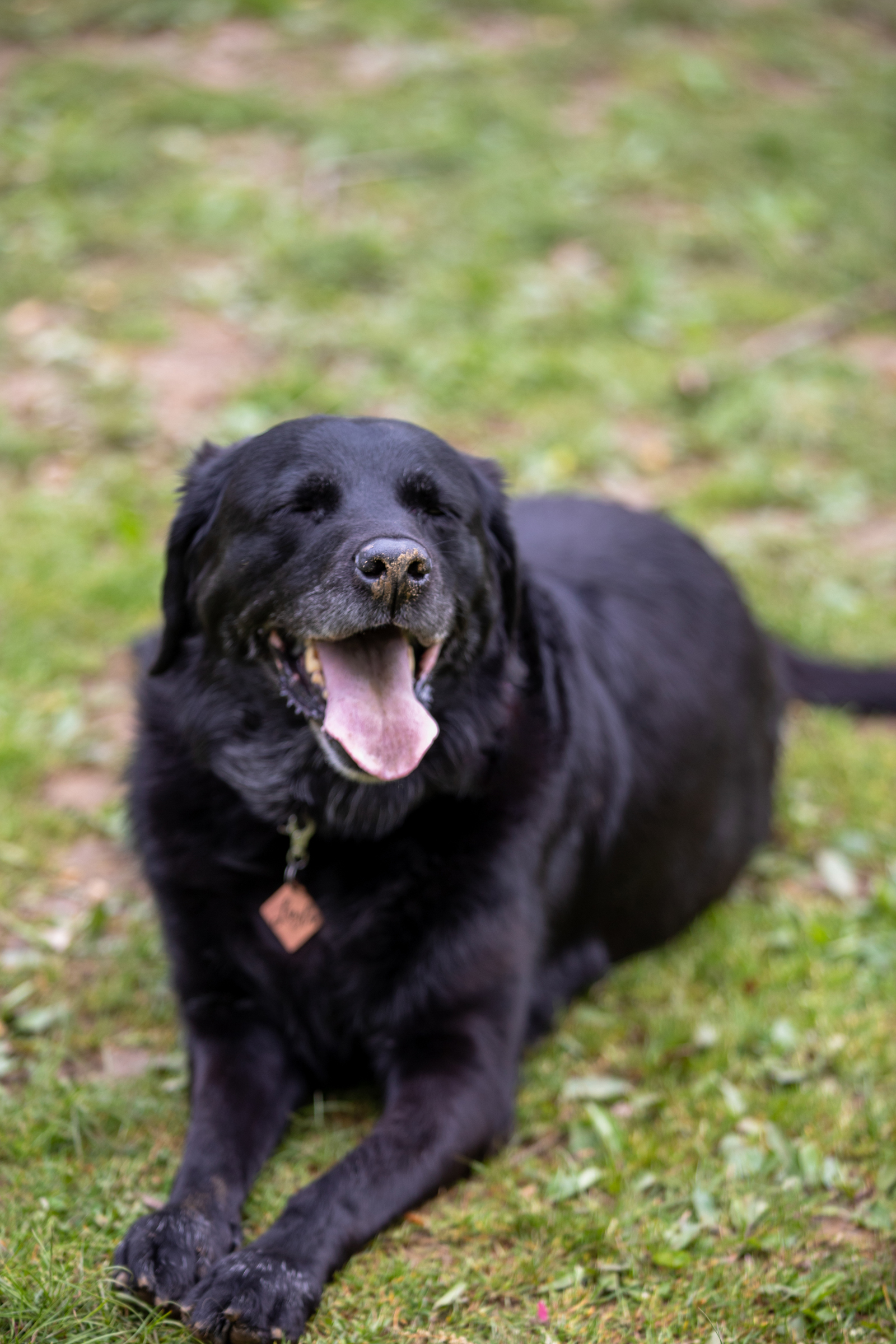 Frick Park with Layla | Pittsburgh Dog Portraits