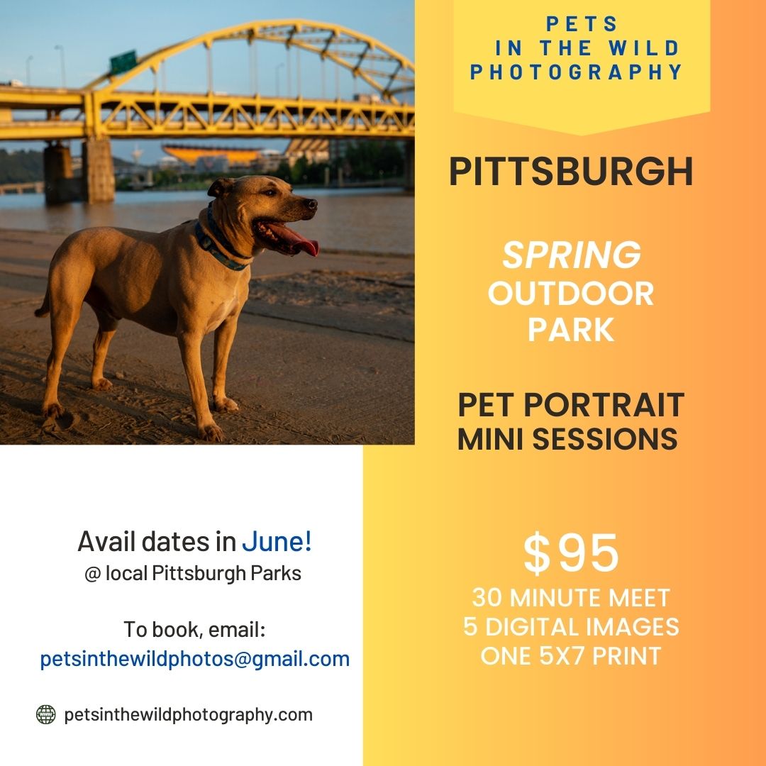 SPRING PITTSBURGH OUTDOOR DOG PORTRAITS