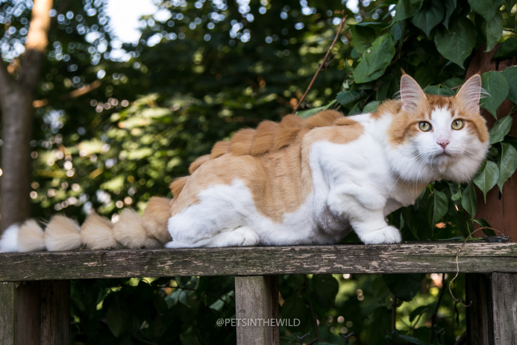 Cat photographer by Pets in the Wild Photography