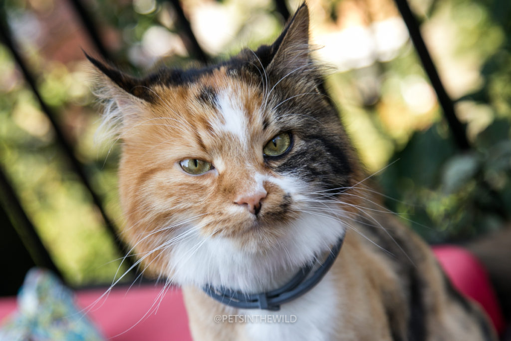 Cat photographer by Pets in the Wild Photography