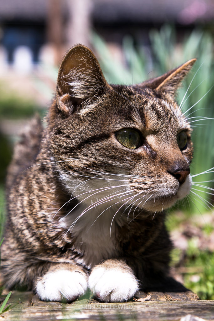 Cat photographer by Pets in the Wild Photography