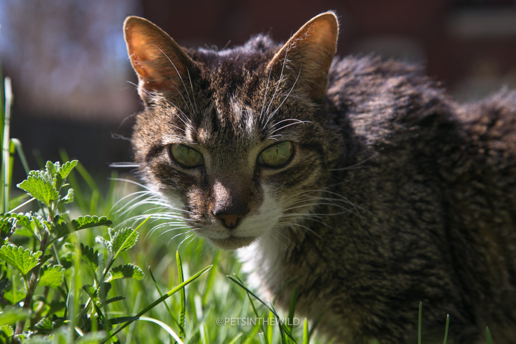 Cat photographer by Pets in the Wild Photography