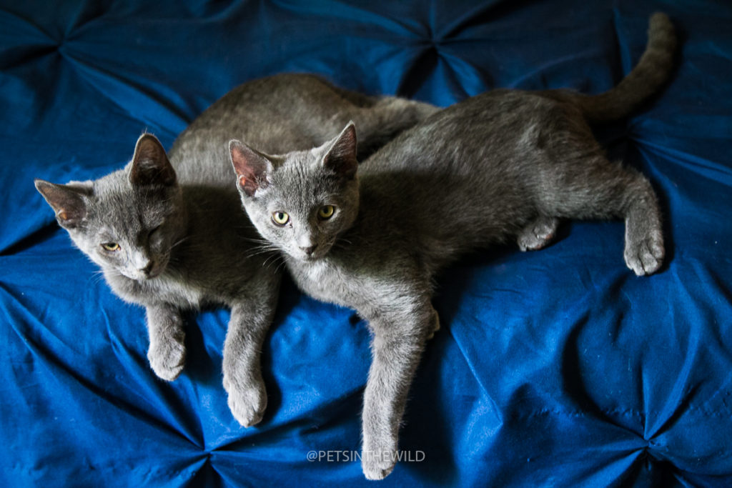 Cat photographer by Pets in the Wild Photography