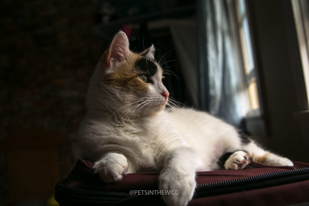 Cat photographer by Pets in the Wild Photography