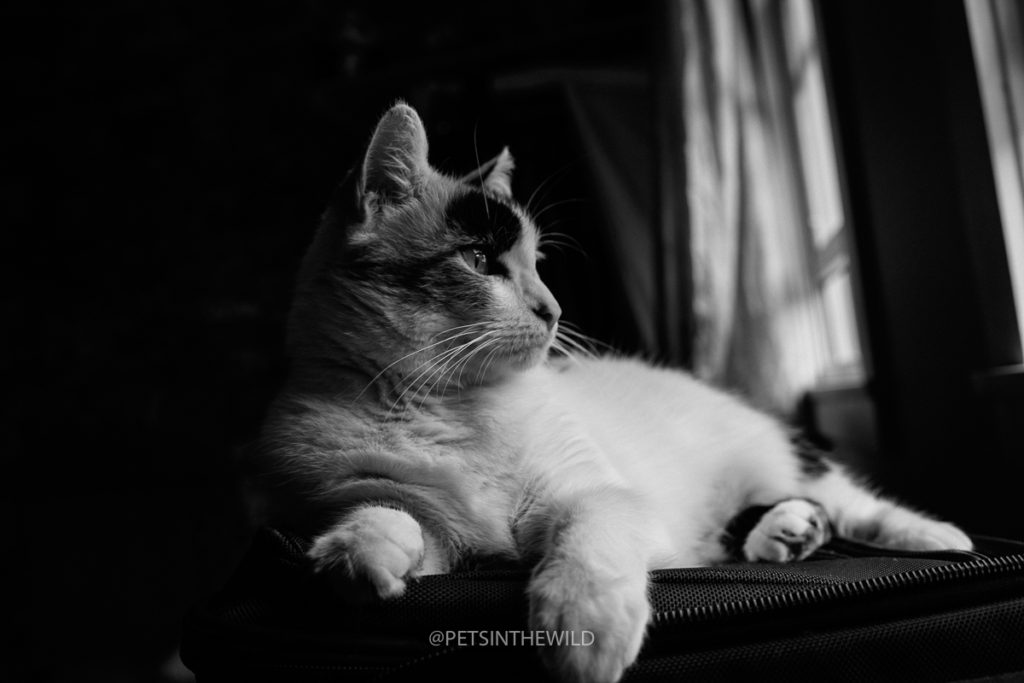 Cat photographer by Pets in the Wild Photography