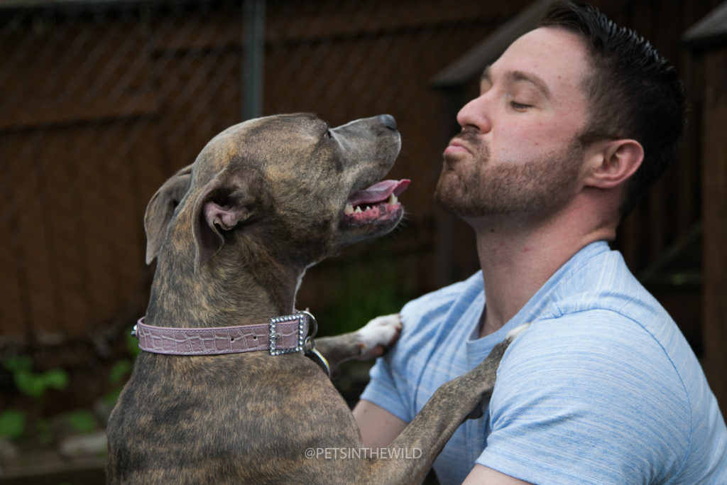 Dog Photography by Pets in the Wild