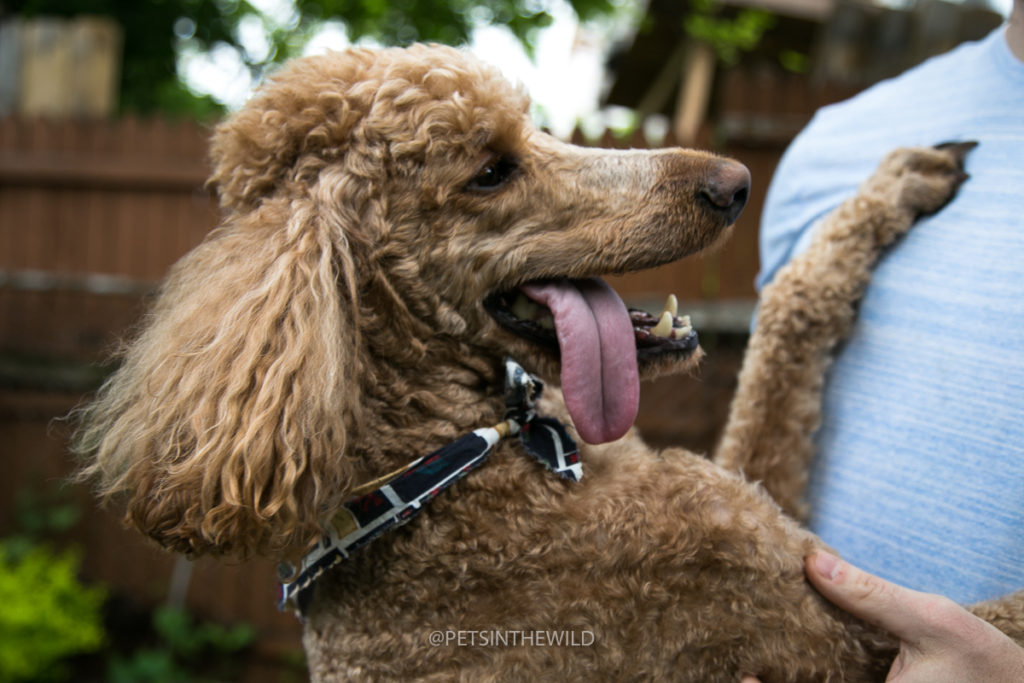 Dog Photography by Pets in the Wild