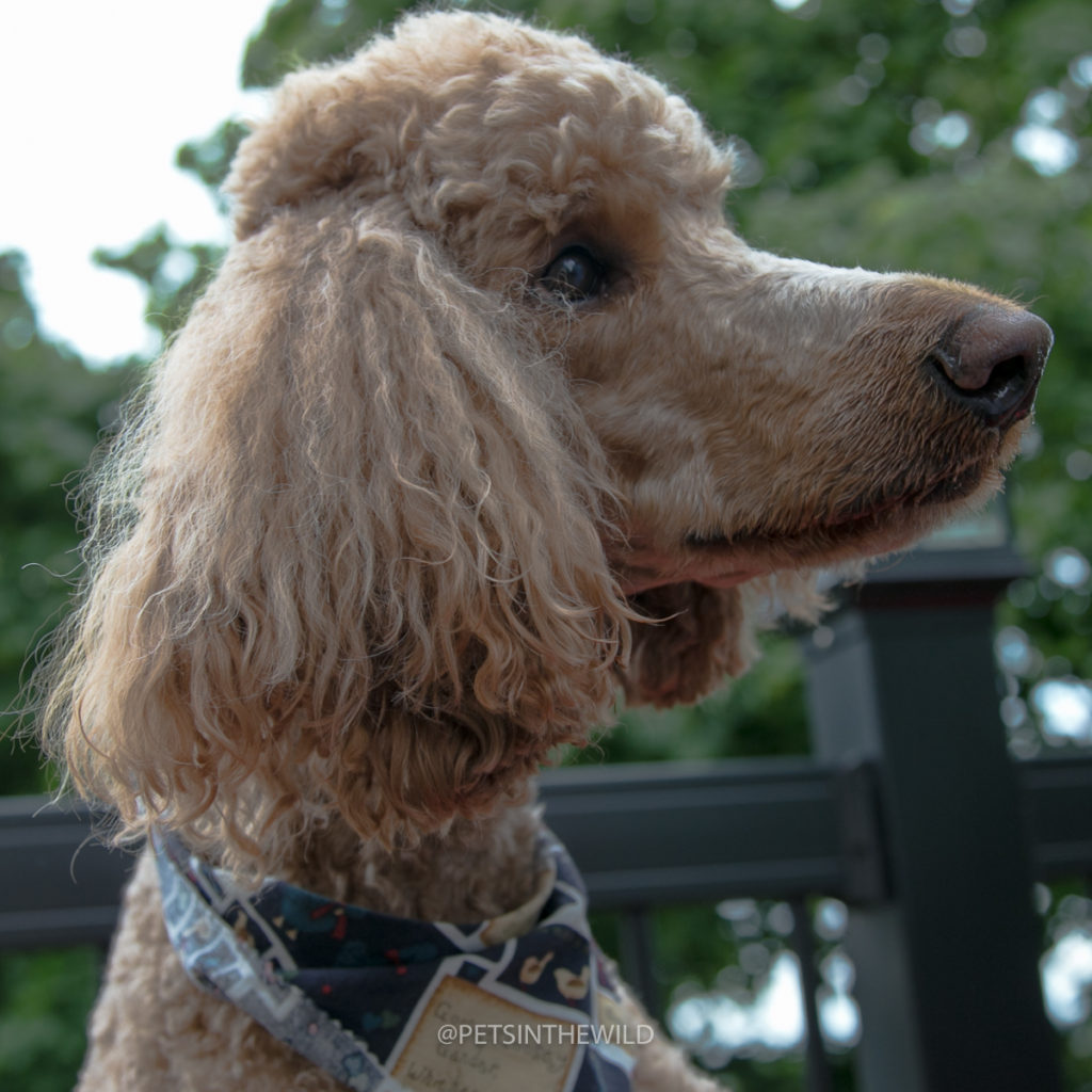 Dog Photography by Pets in the Wild