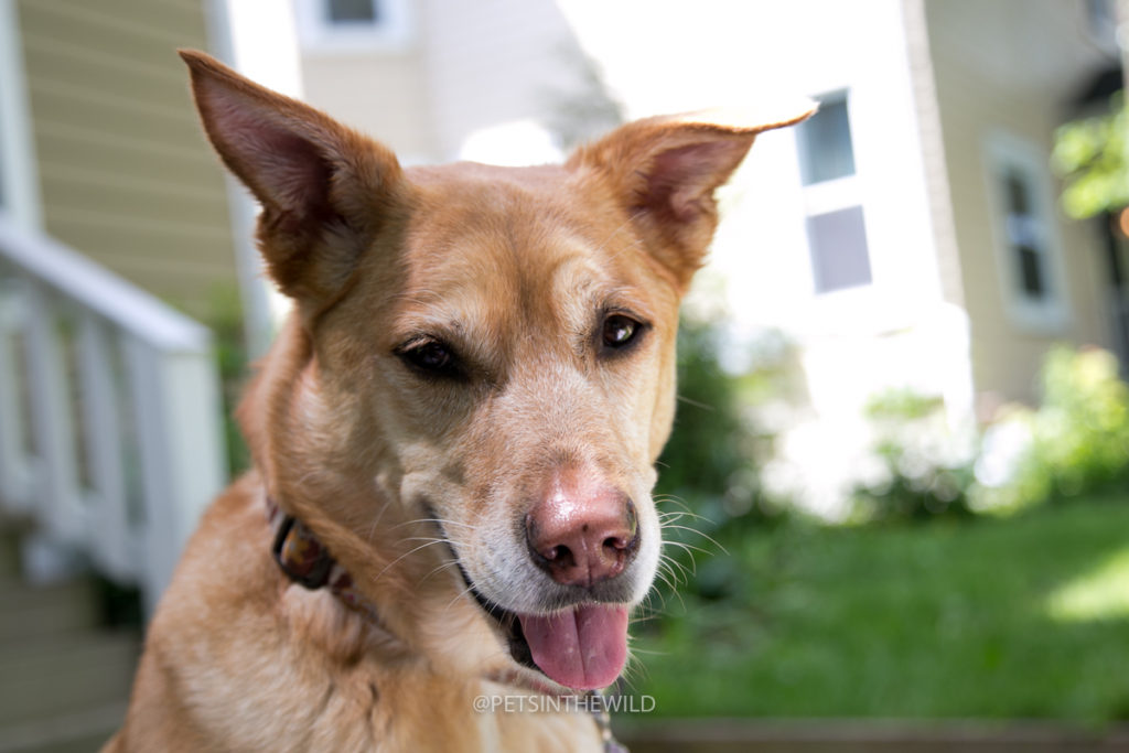 Dog Photography by Pets in the Wild