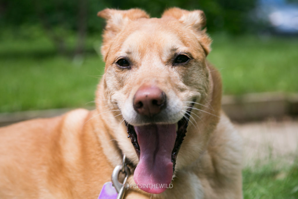 Dog Photography by Pets in the Wild