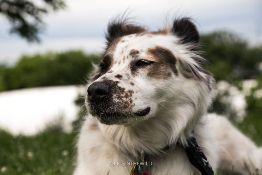 Dog Photography by Pets in the Wild