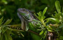 Green Iguana Art Print