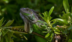 Green Iguana Art Print