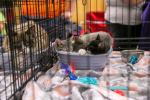 Cats at the Pittsburgh Pet Expo trade show