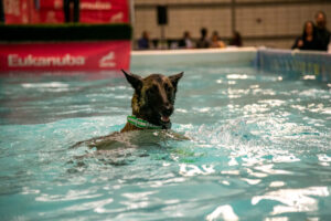 Dog swimming at the Pittsburgh Pet Expo trade show