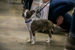 Dog at the Pittsburgh Pet Expo trade show