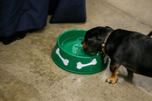 Dog at the Pittsburgh Pet Expo trade show