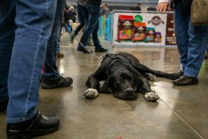 Dog at the Pittsburgh Pet Expo trade show