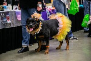 Dog at the Pittsburgh Pet Expo trade show