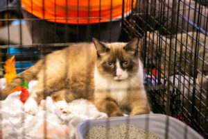 Cat at the Pittsburgh Pet Expo trade show