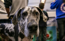 Dog at the Pittsburgh Pet Expo trade show