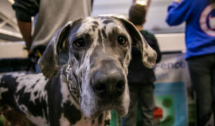 Dog at the Pittsburgh Pet Expo trade show