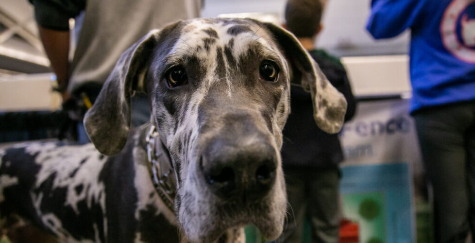 Dog at the Pittsburgh Pet Expo trade show