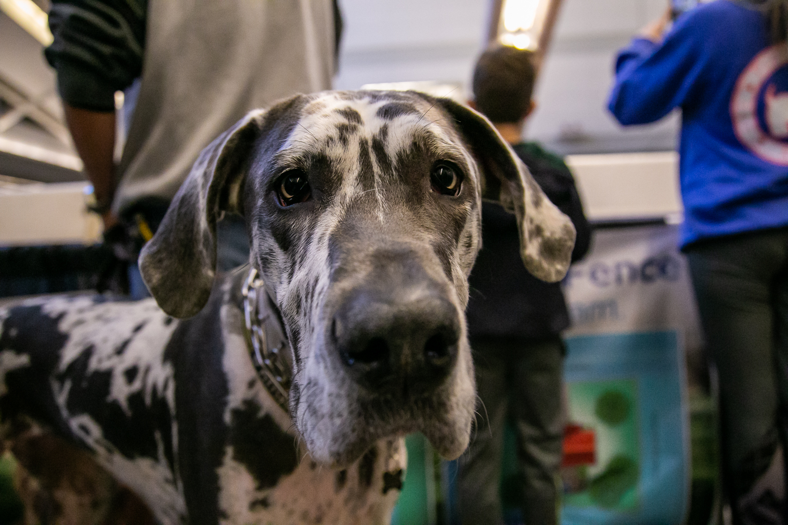 Dog at the Pittsburgh Pet Expo trade show