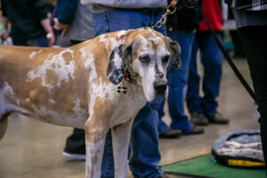 Dog at the Pittsburgh Pet Expo trade show