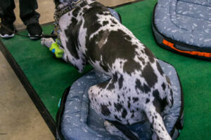 Dog at the Pittsburgh Pet Expo trade show