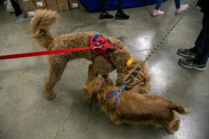 Dogs at the Pittsburgh Pet Expo trade show