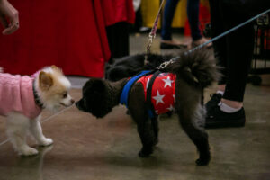 28- Pittsburgh Pet Expo by Pets in the Wild PHotography -_MG_8532_