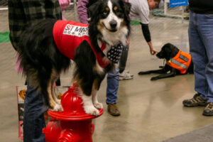 33- Pittsburgh Pet Expo by Pets in the Wild PHotography -_MG_8560_