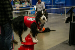 34- Pittsburgh Pet Expo by Pets in the Wild PHotography -_MG_8569_