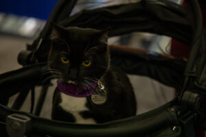 Cat at the Pittsburgh Pet Expo trade show